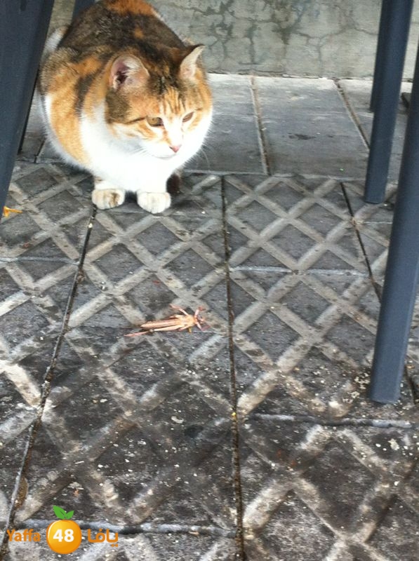 newjaradmina2yafa39 (7).jpg